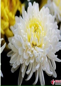 《白色菊花》