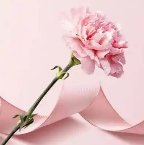 《木矮的昇華》